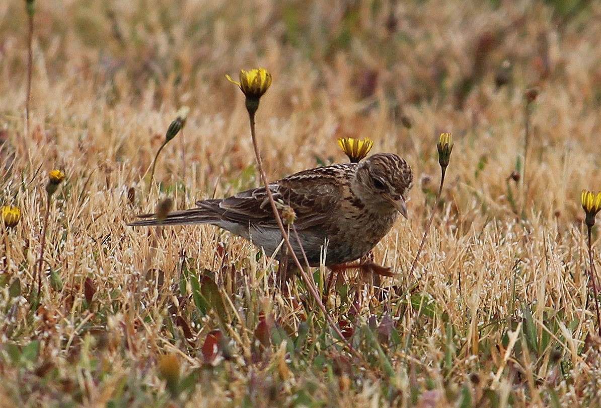 Eurasian Skylark - ML526625801