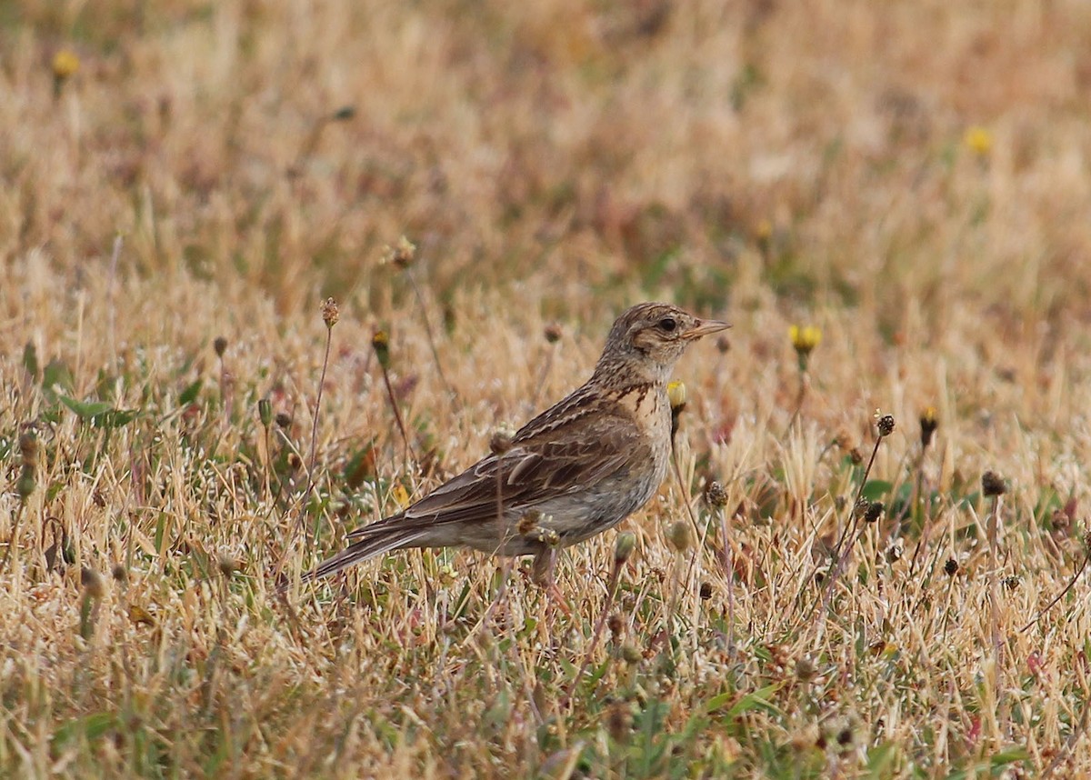 Eurasian Skylark - ML526625811