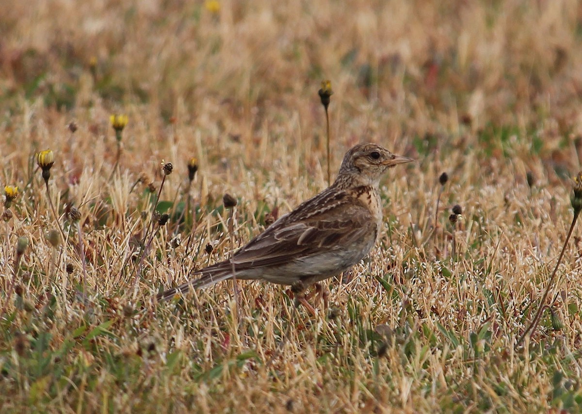 Eurasian Skylark - ML526625821