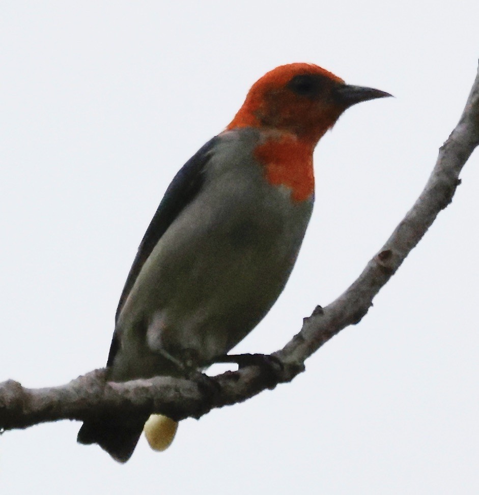 Scarlet-headed Flowerpecker - ML526626201