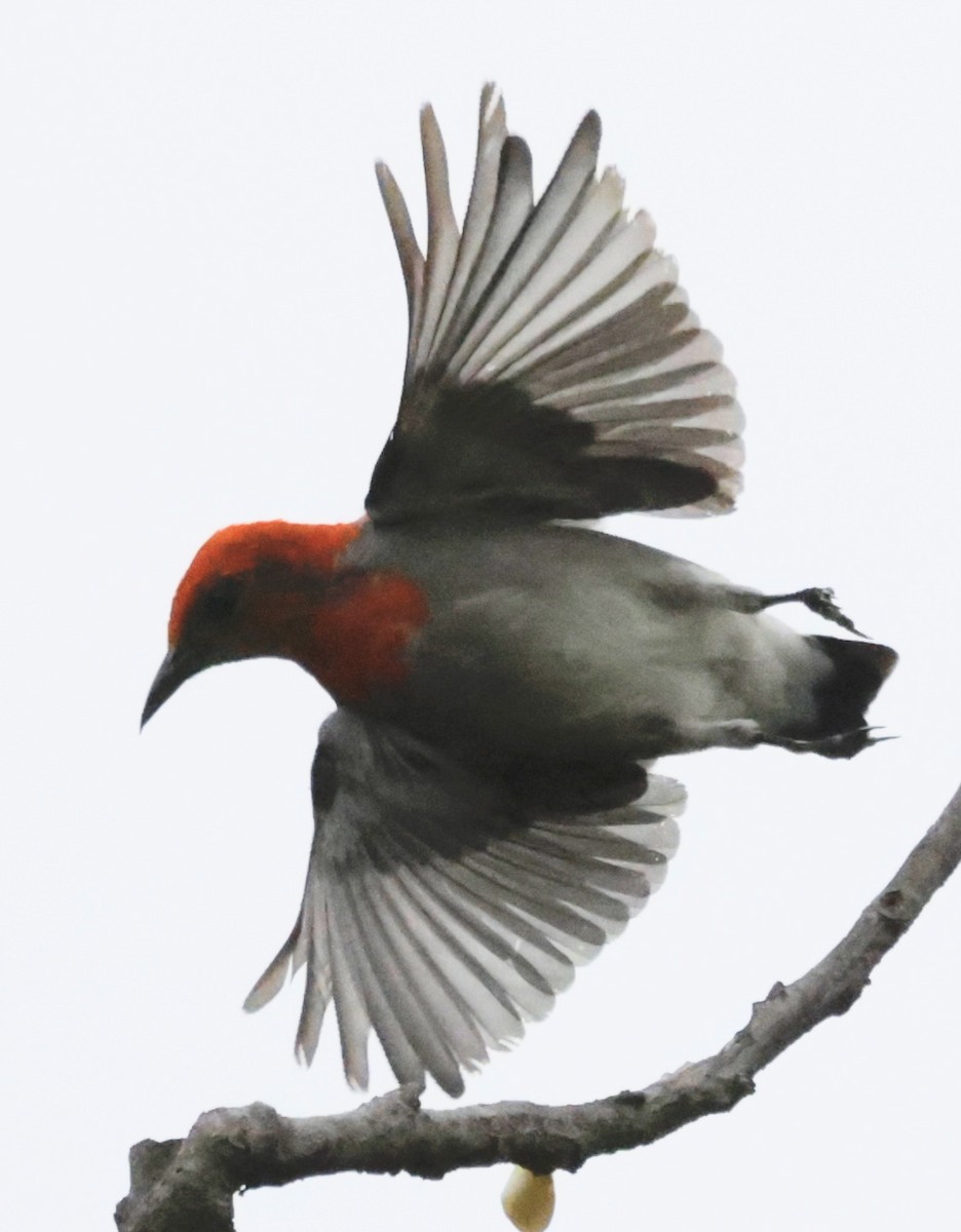 Scarlet-headed Flowerpecker - ML526626251