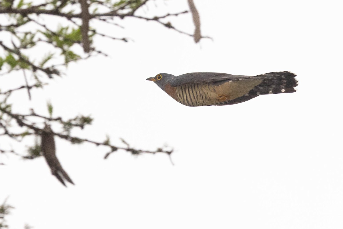 Red-chested Cuckoo - ML526627491