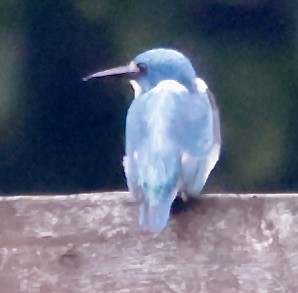 Small Blue Kingfisher - ML526628221