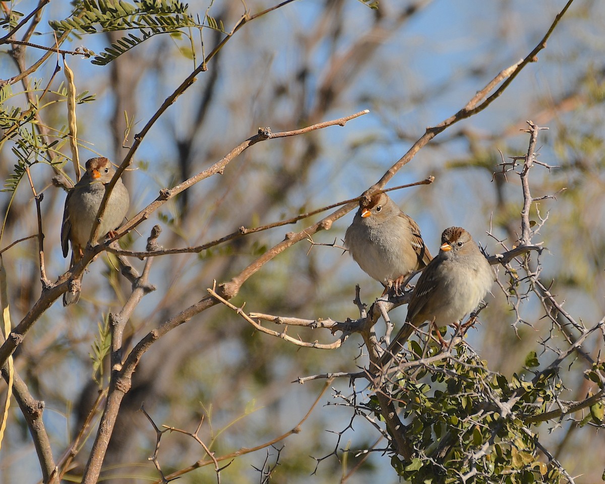 White-crowned Sparrow - ML526628781