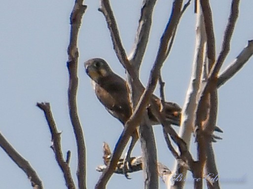 Brown Falcon - ML526628931