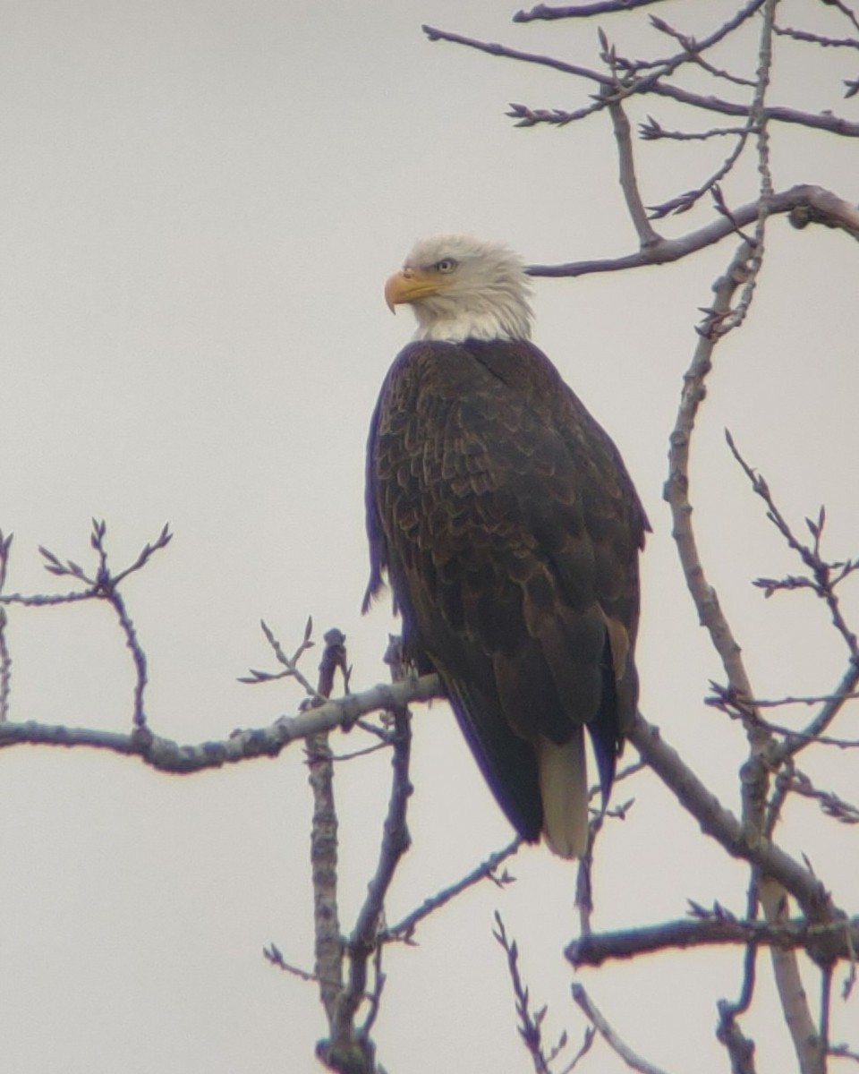 Bald Eagle - ML526629521