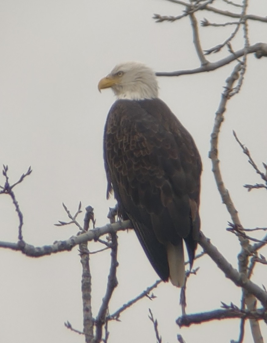 Bald Eagle - ML526629531