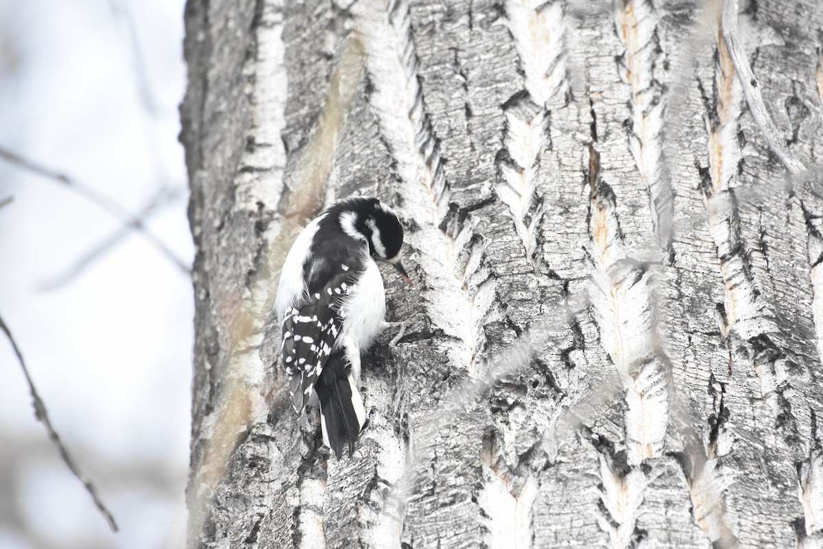 Hairy Woodpecker - John Saxer