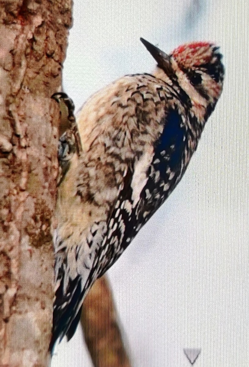 Yellow-bellied Sapsucker - Lynn Hui