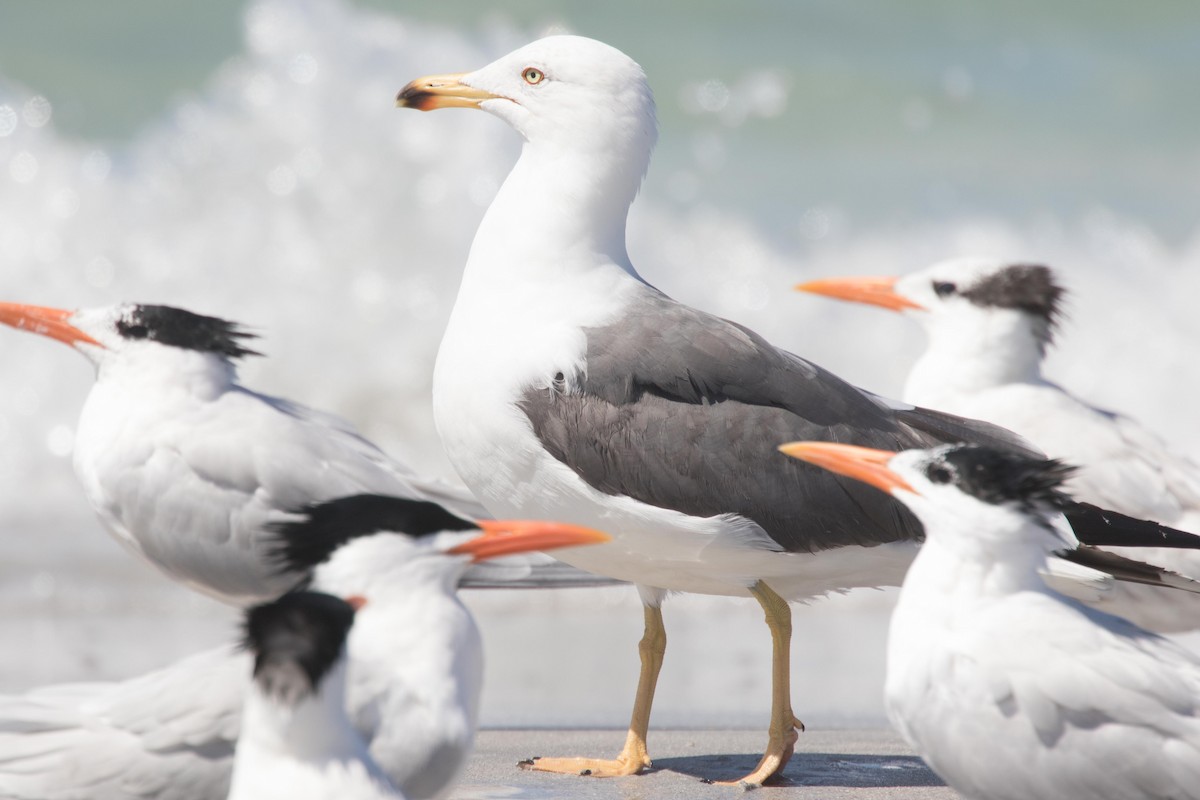 Lesser Black-backed Gull - Peter Hellman