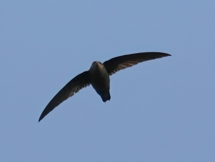 Lesser Antillean Swift - ML526632501