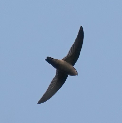 Lesser Antillean Swift - ML526632521