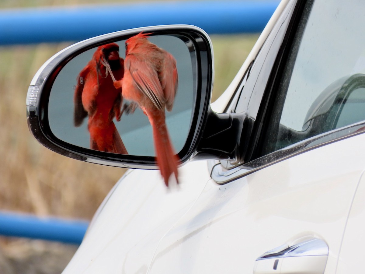 Cardinal rouge - ML526633311