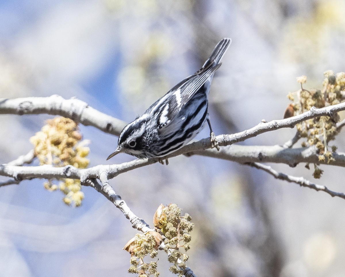 Black-and-white Warbler - ML526633831