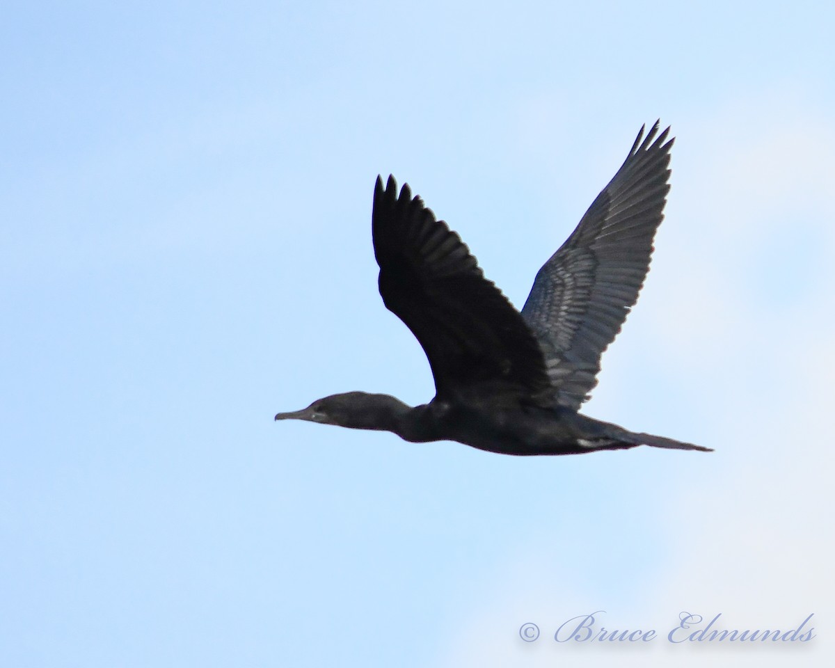 Little Black Cormorant - Bruce Edmunds