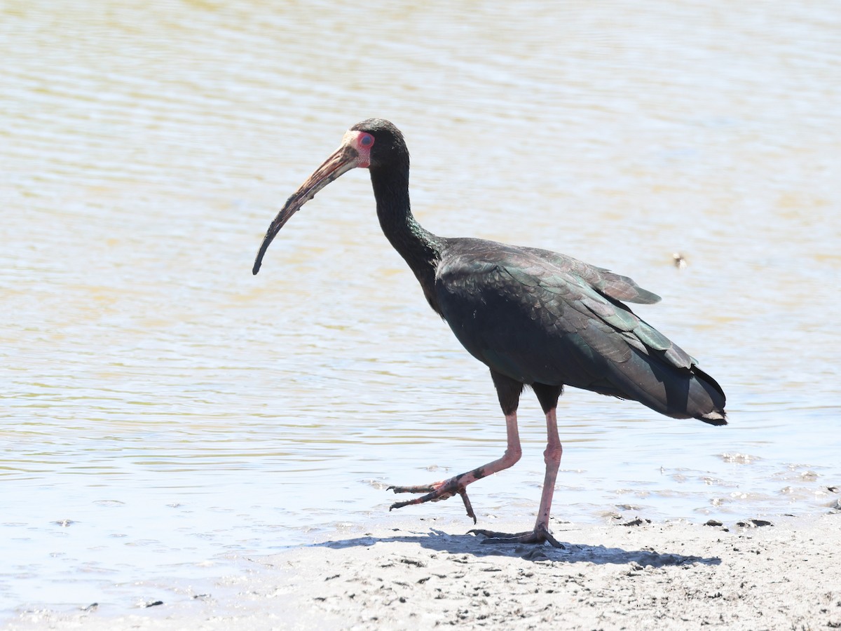 ibis tmavý - ML526634671