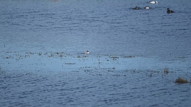 Red Phalarope - ML526634791