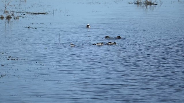 Red Phalarope - ML526634811