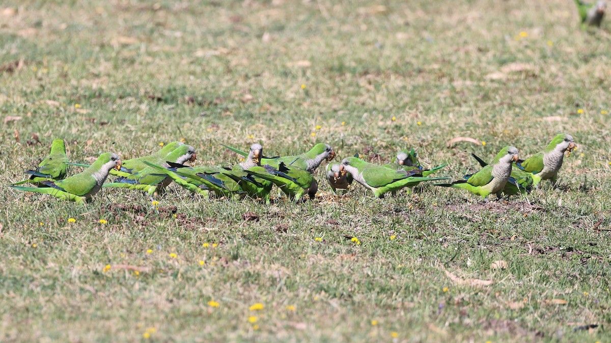 Monk Parakeet - ML526634861