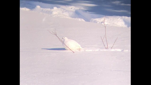 Willow Ptarmigan - ML526634881