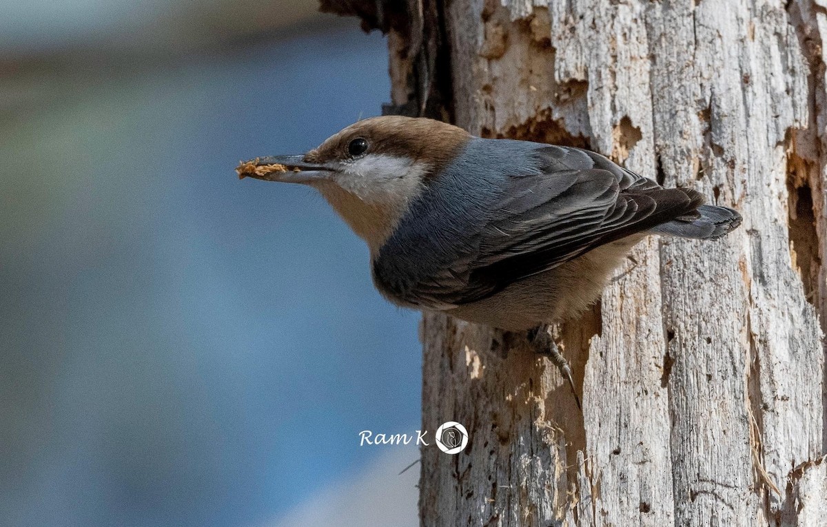 Brown-headed Nuthatch - ML526636651