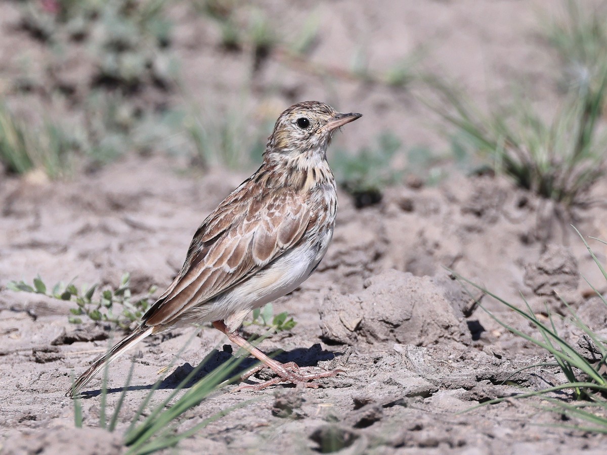 Yellowish Pipit - ML526636841