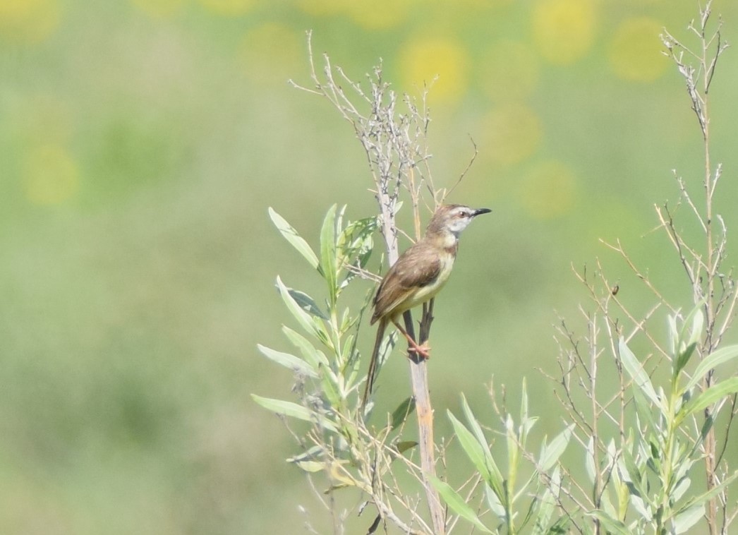 Prinia Pechinegra - ML52663721