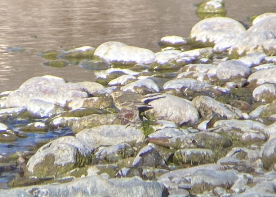 American Pipit - Eric Rasmussen