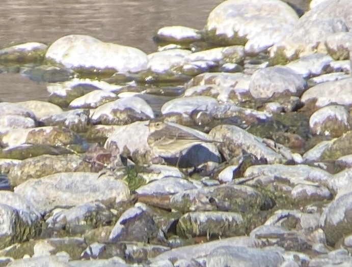 American Pipit - ML526637581