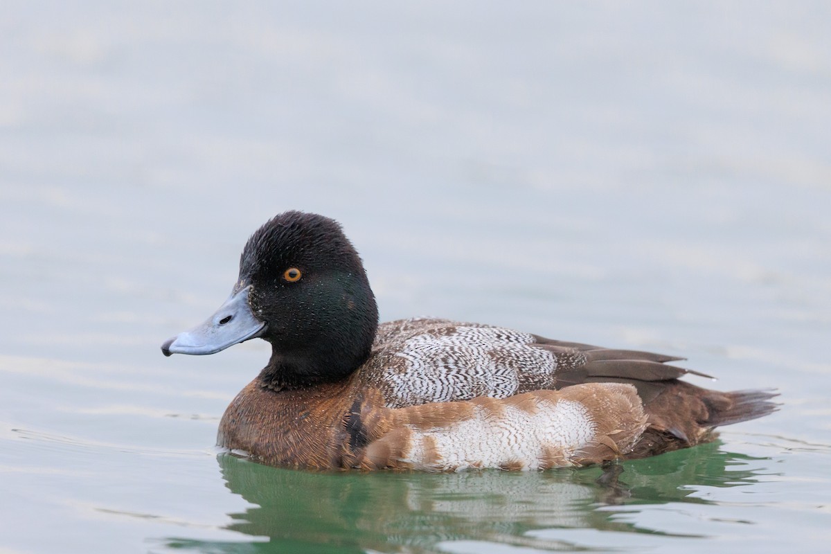 Lesser Scaup - Brian Stahls