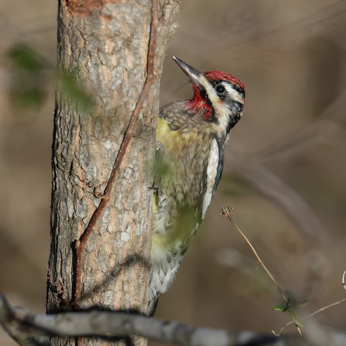 Yellow-bellied Sapsucker - ML526638571