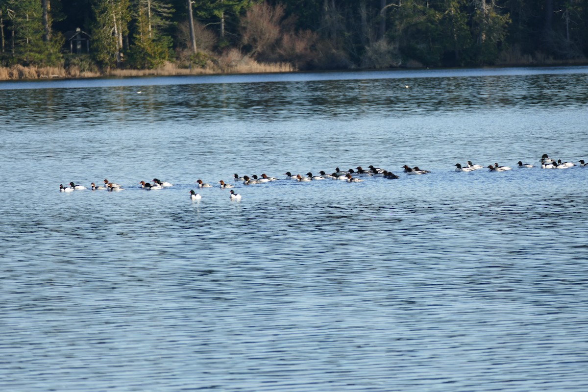 Common Merganser - ML526638641