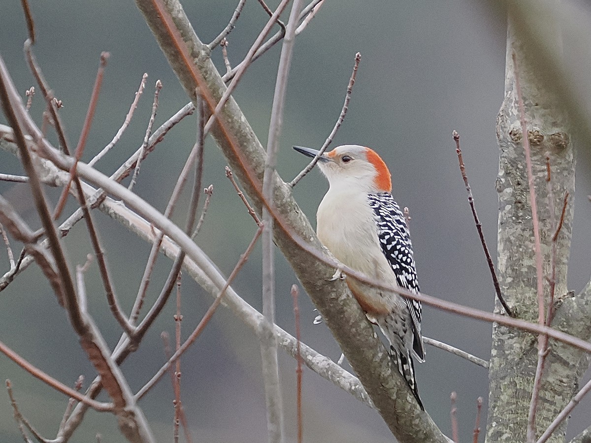 Red-bellied Woodpecker - ML526641091