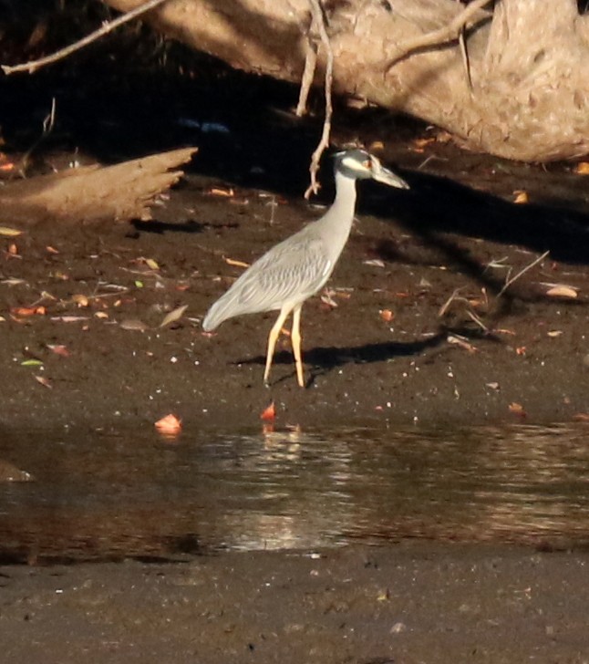 Yellow-crowned Night Heron - ML526644051