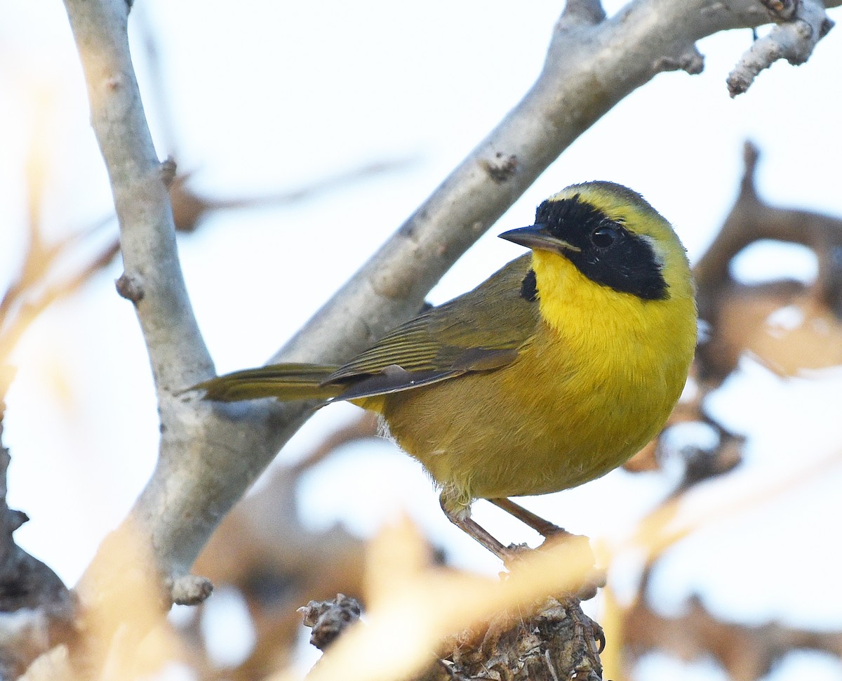 Belding's Yellowthroat - ML526644291