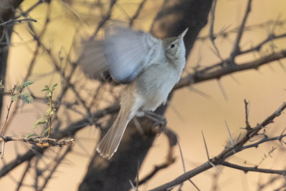 Sykes's Warbler - ML526644491