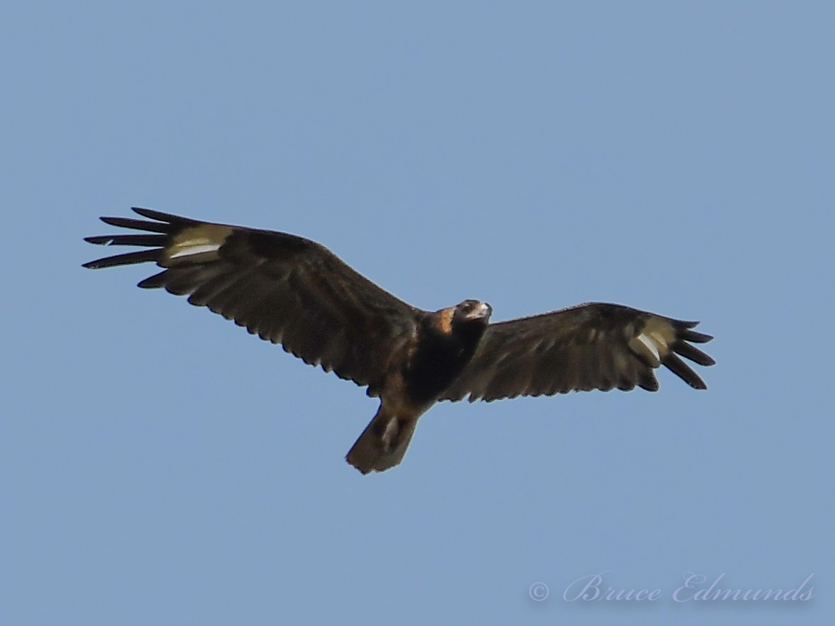 Black-breasted Kite - ML526647281