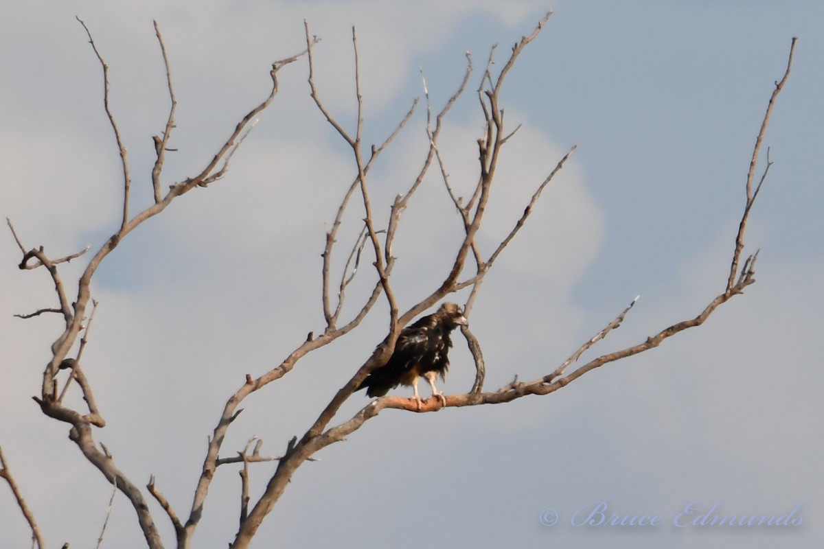 Black-breasted Kite - Bruce Edmunds