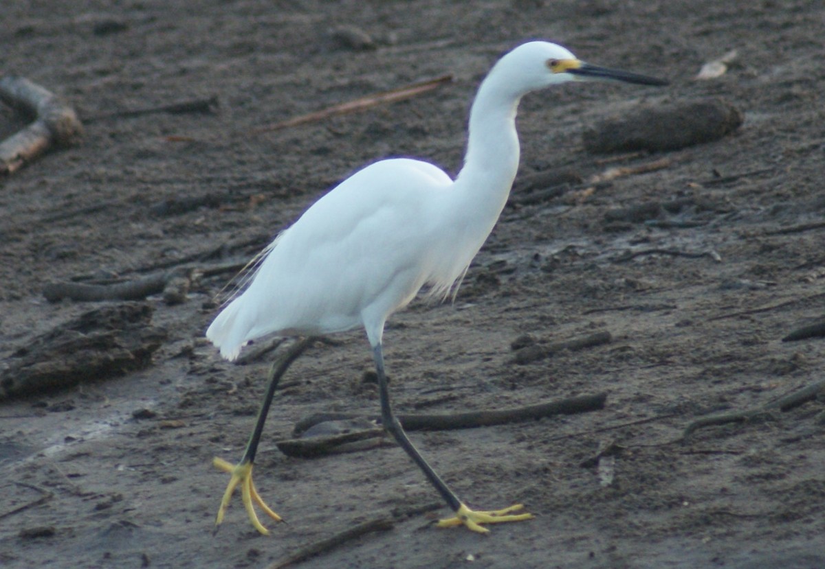 Snowy Egret - ML526647561