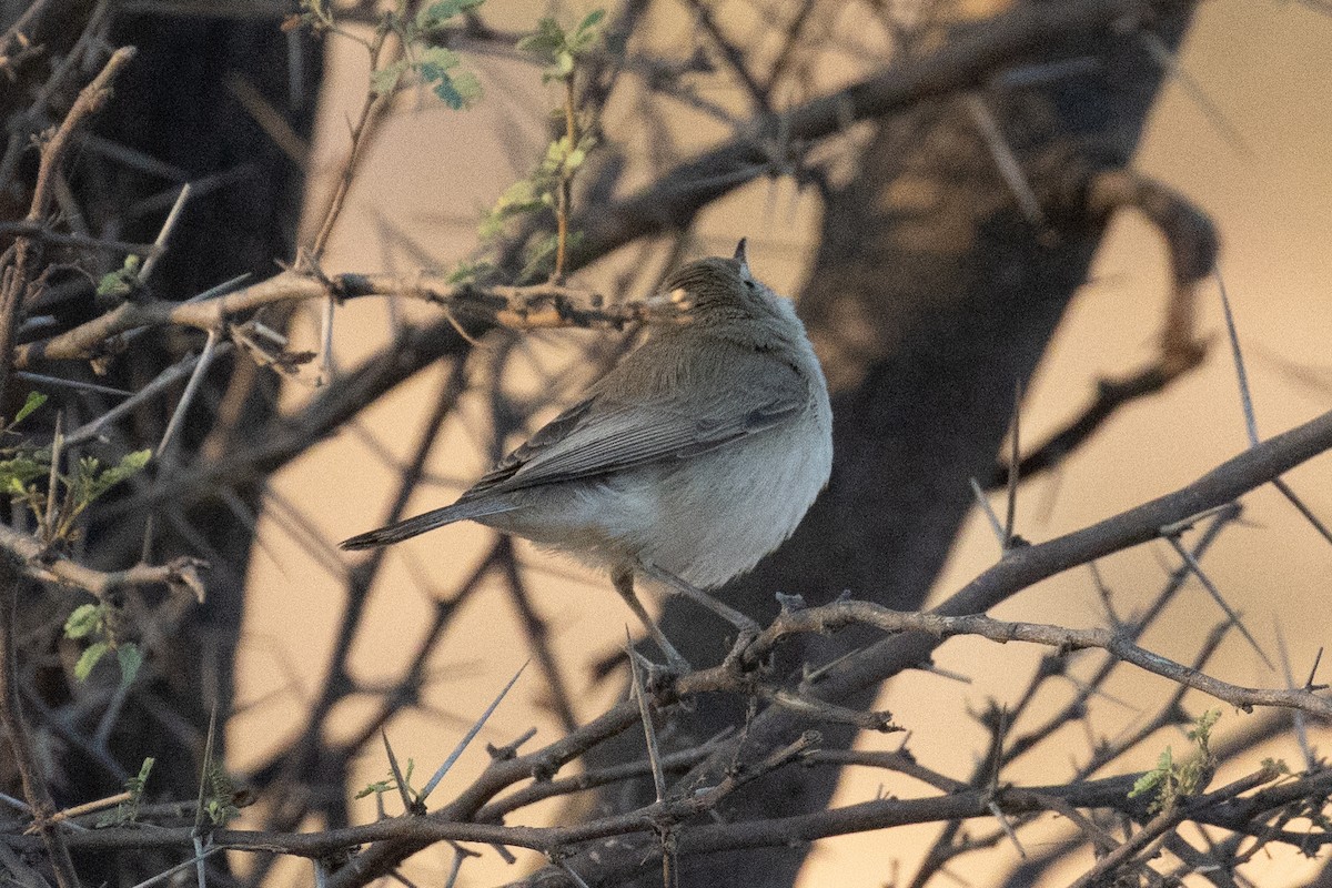 Sykes's Warbler - ML526647881