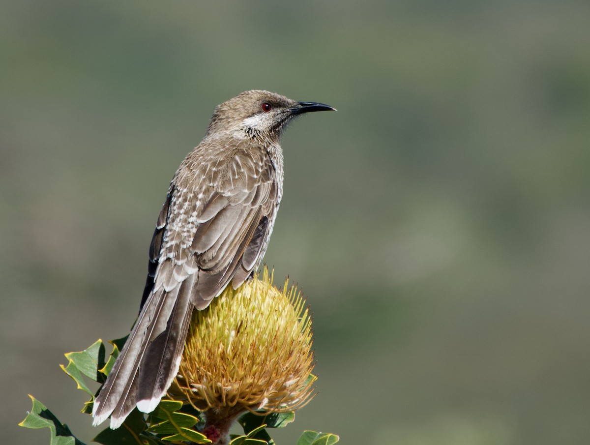 Western Wattlebird - Pamela Jones