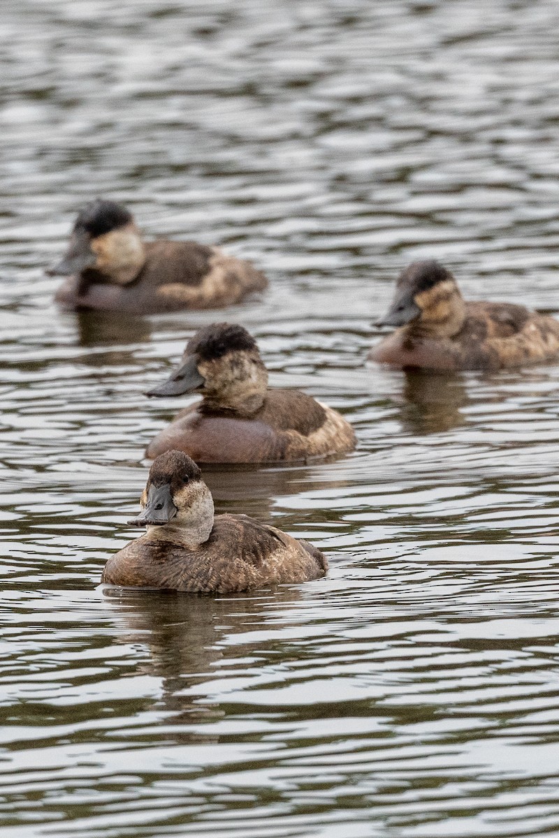 Ruddy Duck - ML526650091