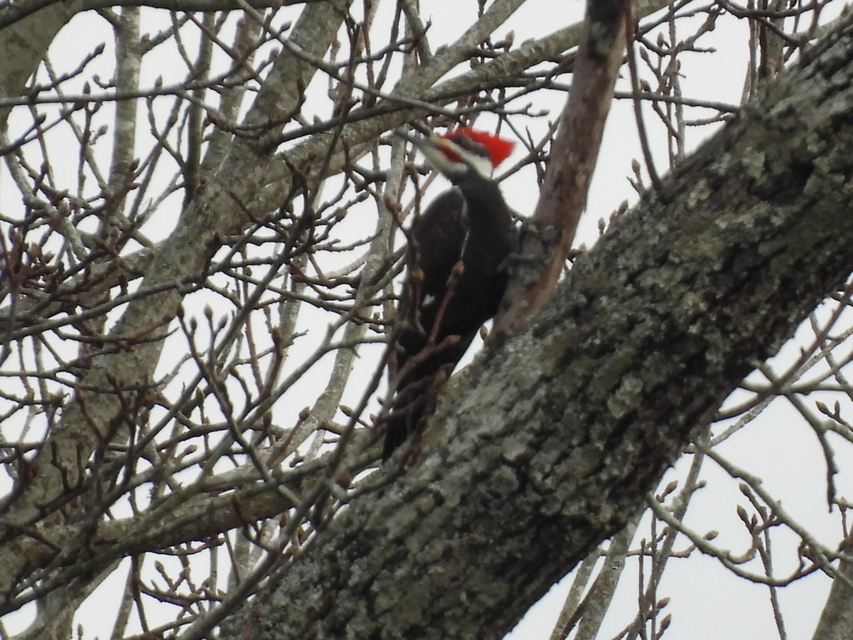 Pileated Woodpecker - John McMahan