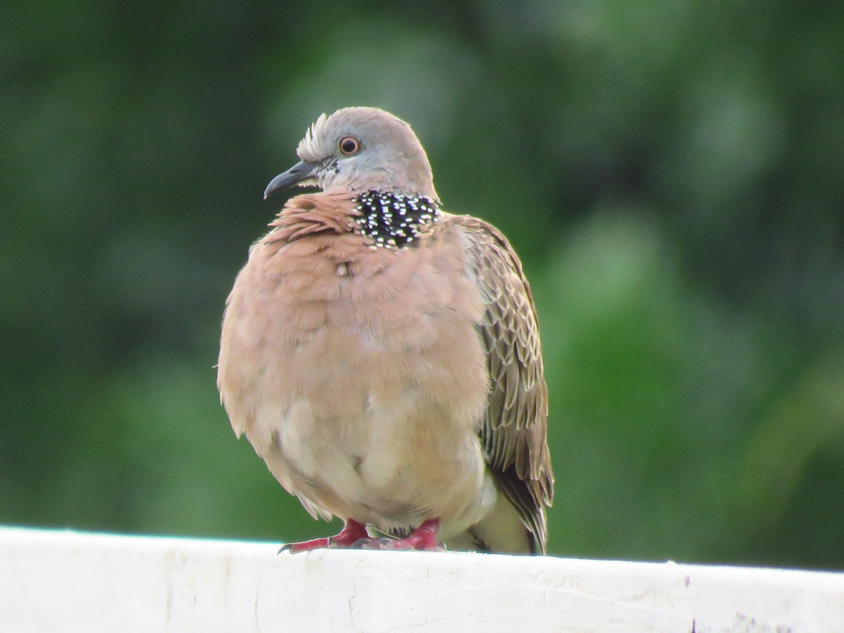 Spotted Dove - ML526651271