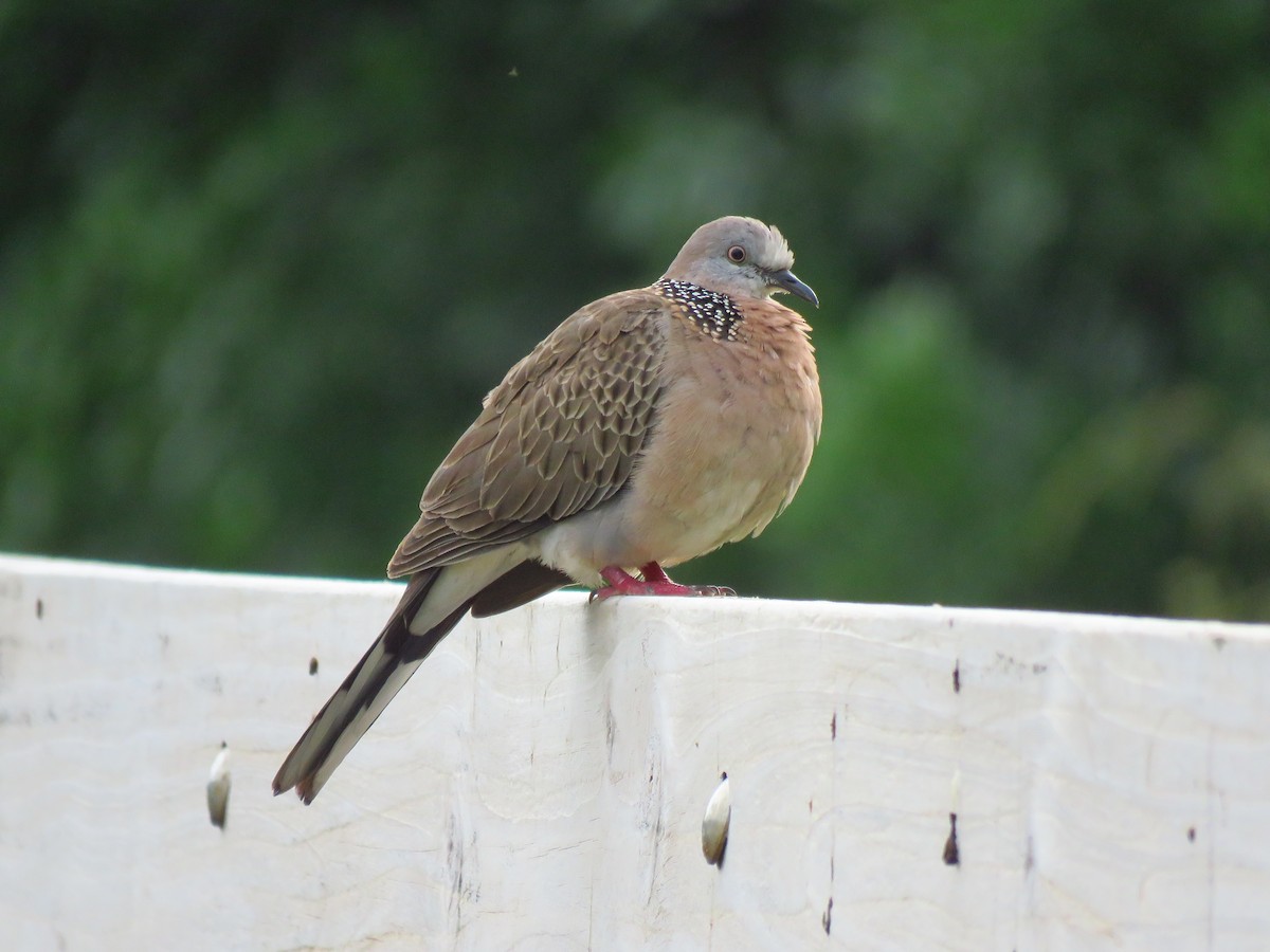 Spotted Dove - ML526651281