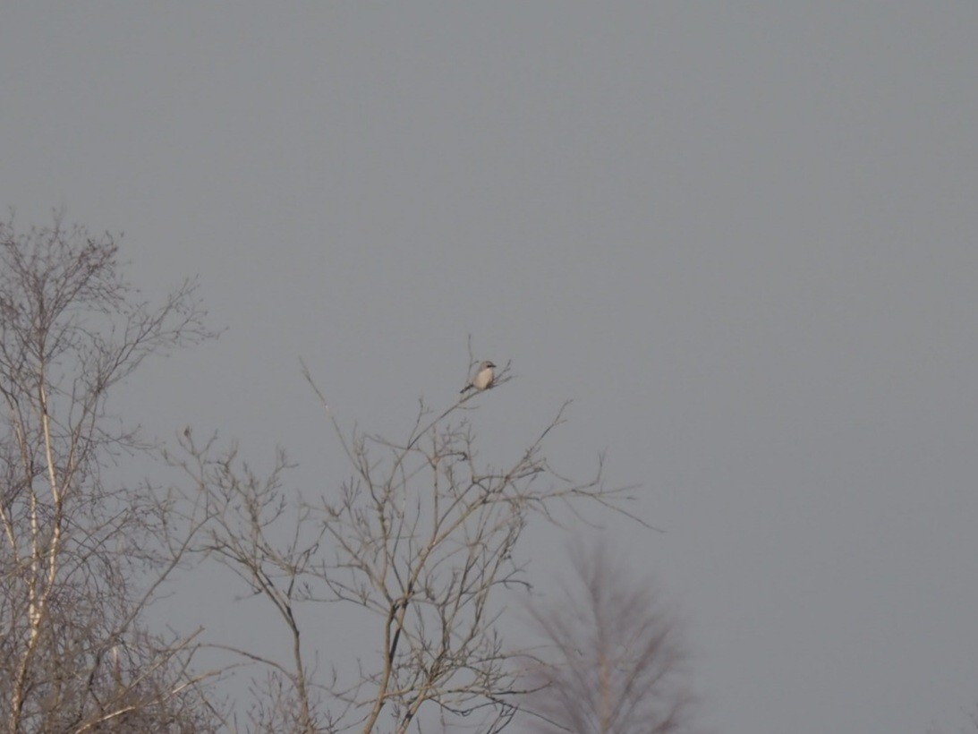 Great Gray Shrike - Hasan Al-Farhan