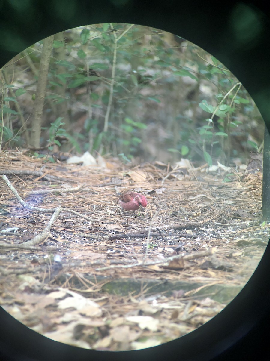 Purple Finch - ML526652011
