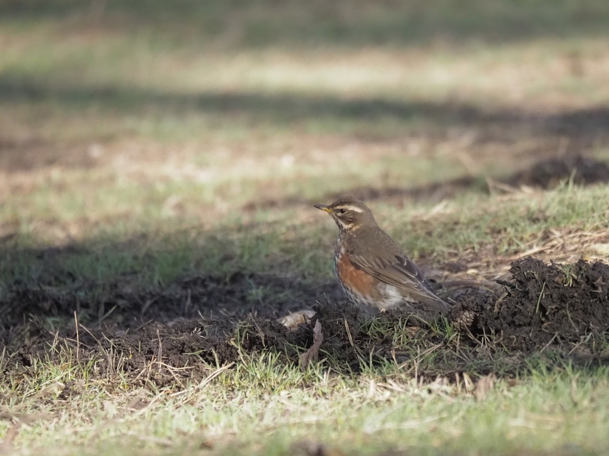 Redwing - ML526652481