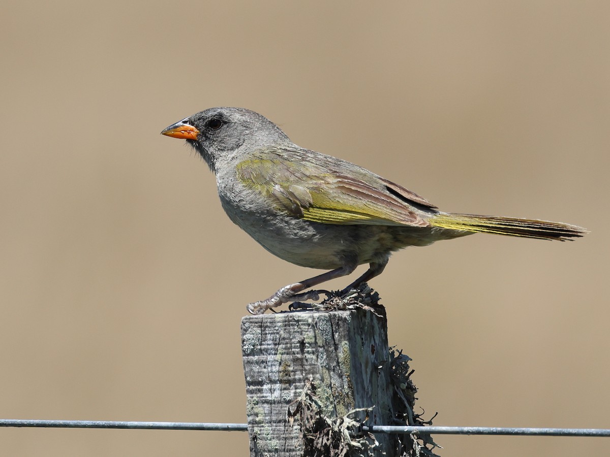 Great Pampa-Finch - ML526652581