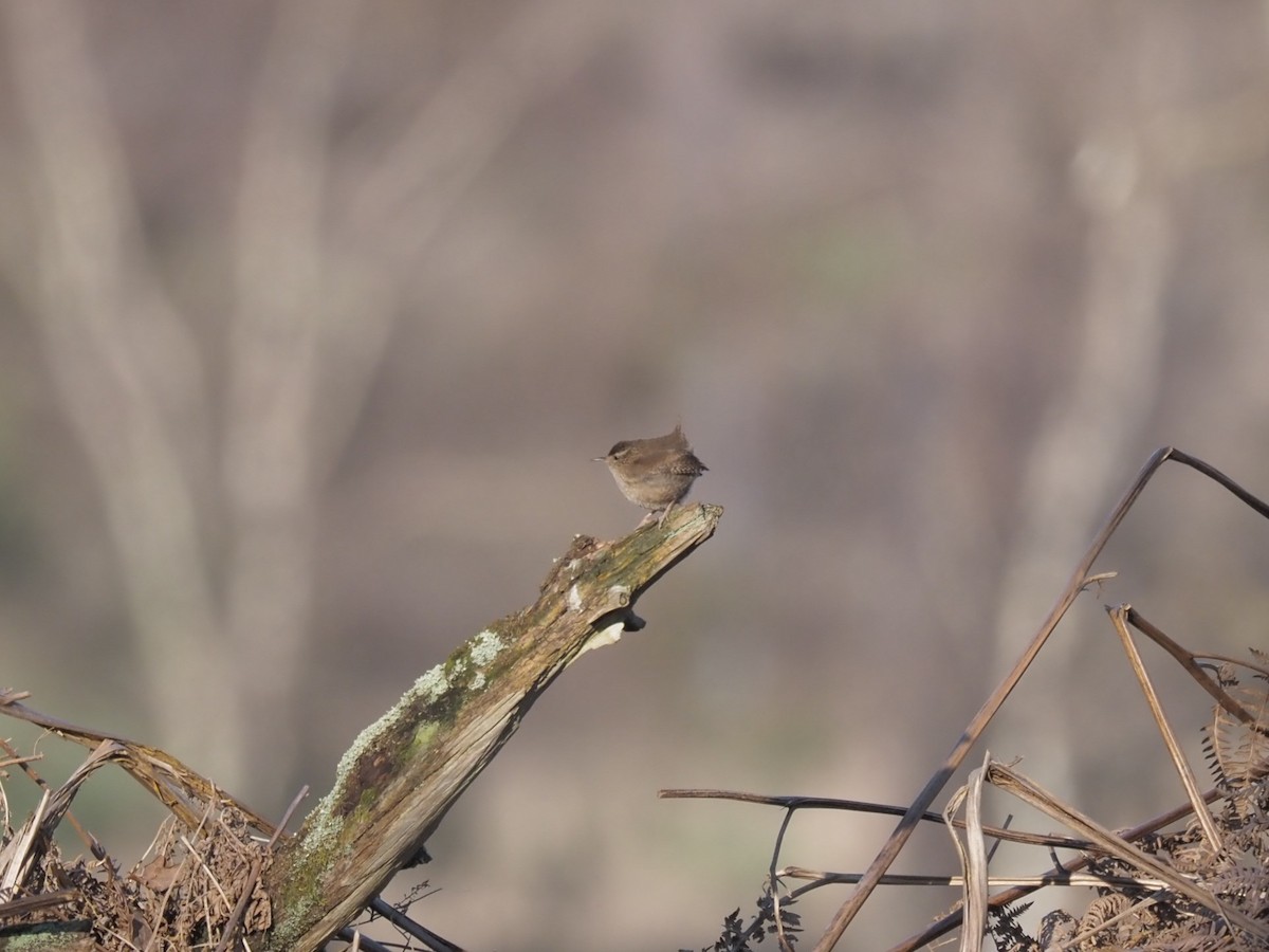 Eurasian Wren - Hasan Al-Farhan